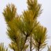 2396_6844_Pinus_sylvestris_Aurea__4.JPG