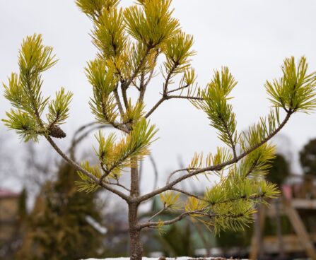2396_6845_Pinus_sylvestris_Aurea__2.JPG
