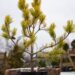 2396_6845_Pinus_sylvestris_Aurea__2.JPG