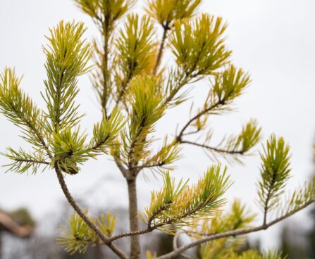 2396_6846_Pinus_sylvestris_Aurea__3.JPG