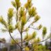 2396_6846_Pinus_sylvestris_Aurea__3.JPG