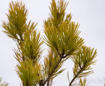 2396_6847_Pinus_sylvestris_Aurea_.JPG