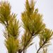 2396_6847_Pinus_sylvestris_Aurea_.JPG