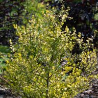 2404_9031_Betula_nana_Golden_Treasure__2.JPG