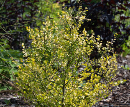 2404_9031_Betula_nana_Golden_Treasure__2.JPG