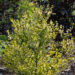 2404_9031_Betula_nana_Golden_Treasure__2.JPG