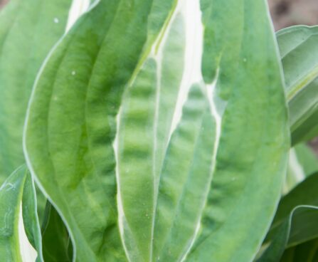 2425_8569_Hosta_Snake_Eyes_.JPG