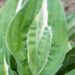 2425_8569_Hosta_Snake_Eyes_.JPG