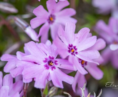 2427_10112_Phlox_subulata_Fort_Hill_padjand_leeklill_2.jpg