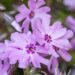 2427_10112_Phlox_subulata_Fort_Hill_padjand_leeklill_2.jpg