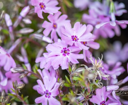 2427_10113_Phlox_subulata_Fort_Hill_padjand_leeklill.jpg