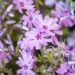 2427_10113_Phlox_subulata_Fort_Hill_padjand_leeklill.jpg