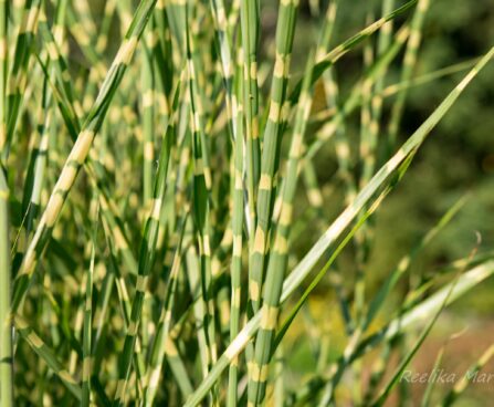 2435_6442_Miscanthus_sinensis_Strictus_Dwarf_hiina siidpööris_2.JPG