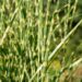 2435_6442_Miscanthus_sinensis_Strictus_Dwarf_hiina siidpööris_2.JPG