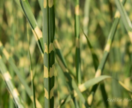 2435_6443_Miscanthus_sinensis_Strictus_Dwarf_hiina siidpööris.JPG