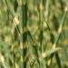 2435_6443_Miscanthus_sinensis_Strictus_Dwarf_hiina siidpööris.JPG