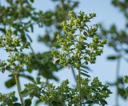 2436_9150_Origanum_vulgare_Hot_and_Spicy_.JPG