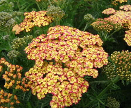 2440_10739_Achillea_Tricolor-2-D_raudrohi.JPG