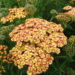 2440_10739_Achillea_Tricolor-2-D_raudrohi.JPG