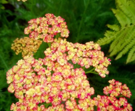 2440_7265_Achillea_millefolium_raudrohi_Tricolor.JPG