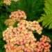 2440_7265_Achillea_millefolium_raudrohi_Tricolor.JPG