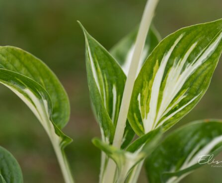 2442_10507_Hosta_Sting__2.jpg