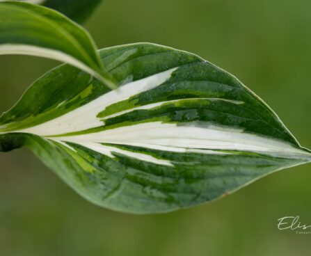 2442_10509_Hosta_Sting__5.jpg