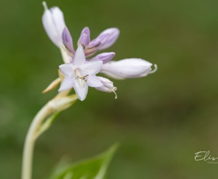 2442_10510_Hosta_Sting_.jpg