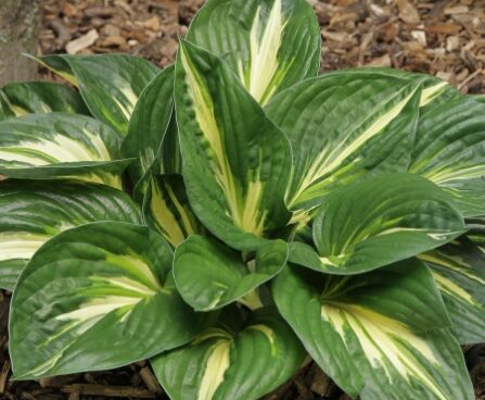 2442_7218_Hosta_Sting_Photo_Darwinplants.jpg