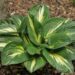 2442_7218_Hosta_Sting_Photo_Darwinplants.jpg