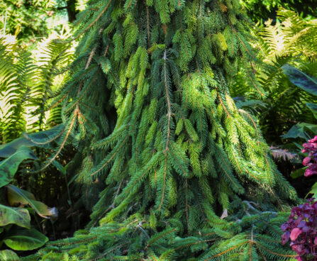 Picea abies `Inversa` harilik kuusk
