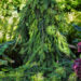 Picea abies `Inversa` harilik kuusk
