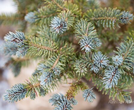 2464_7057_Picea_pungens_Glauca_Globosa_.JPG