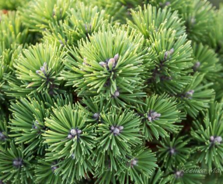 2469_6561_Pinus_mugo_Allgau__2.JPG