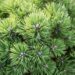 2469_6561_Pinus_mugo_Allgau__2.JPG