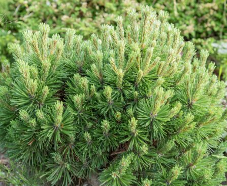 2469_8850_Pinus_mugo_Allgau_.JPG