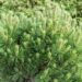 2469_8850_Pinus_mugo_Allgau_.JPG