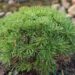 2471_6485_Pinus_mugo_Benjamin__2.JPG