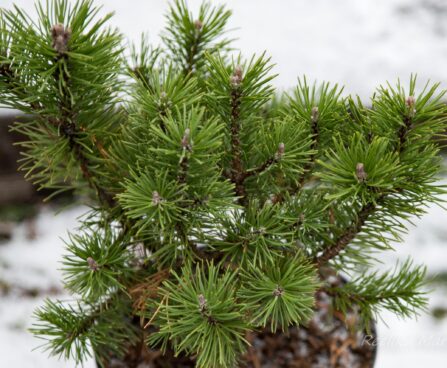 2471_6907_Pinus_mugo_Benjamin__3.JPG