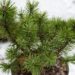 2471_6907_Pinus_mugo_Benjamin__3.JPG
