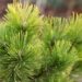 2472_6642_Pinus_mugo_Carstens_Wintergold__2.JPG