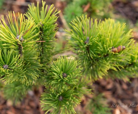 2472_6643_Pinus_mugo_Carstens_Wintergold__3.JPG