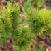 2472_6643_Pinus_mugo_Carstens_Wintergold__3.JPG