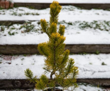 2472_6916_Pinus_mugo_Carstens_Wintergold_.JPG