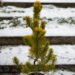 2472_6916_Pinus_mugo_Carstens_Wintergold_.JPG