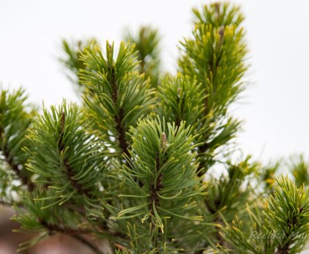 2472_6921_Pinus_mugo_Carstens_Wintergold__6.JPG