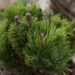 2473_6474_Pinus_mugo_Picobello__2.JPG