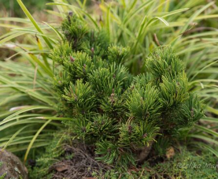 2473_6475_Pinus_mugo_Picobello__3.JPG