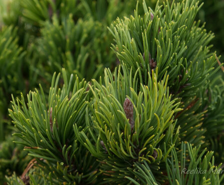 2473_6476_Pinus_mugo_Picobello_.JPG