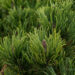 2473_6476_Pinus_mugo_Picobello_.JPG